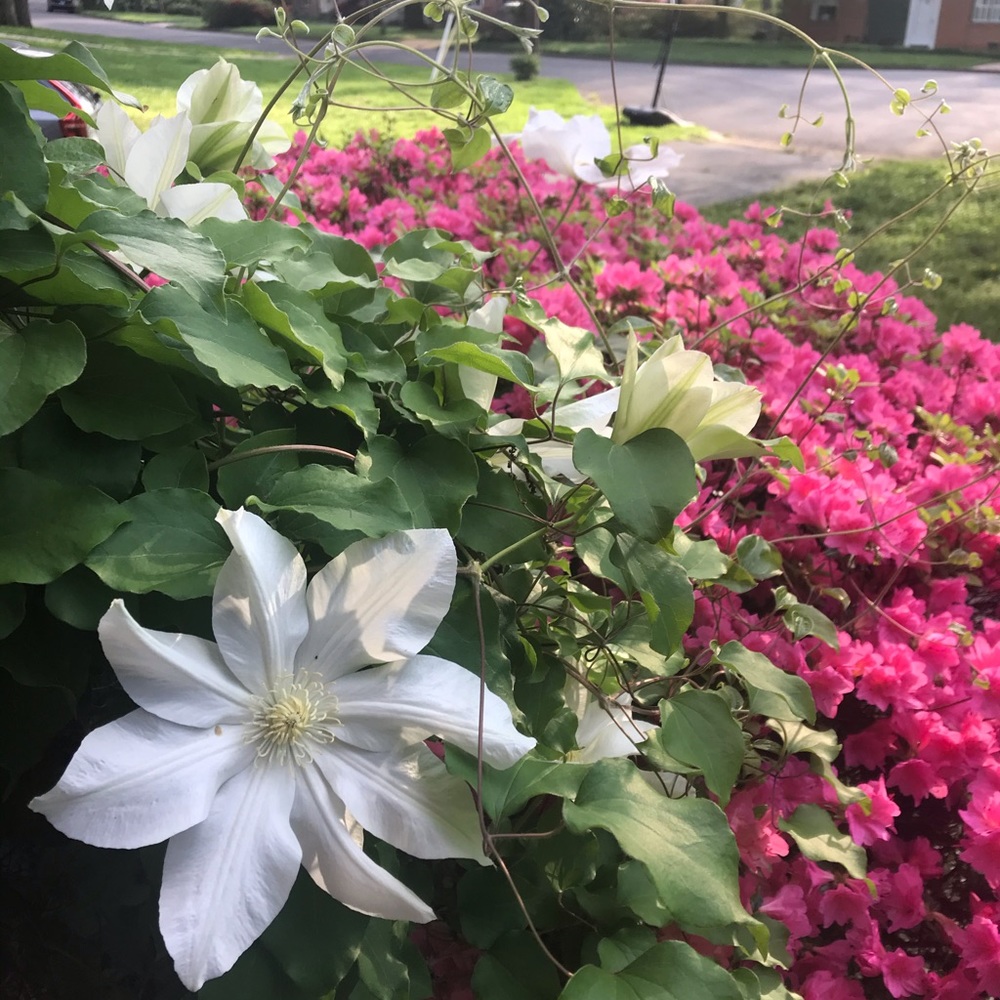 Meet your Posher, Jillian